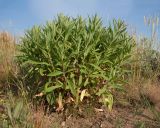 unknown species. Куртина вегетирующих растений. Краснодарский край, м/о Анапа, окр. станицы Благовещенская, Витязевский лиман, приморская степь на песчано-ракушечном пляже. 24.05.2015.