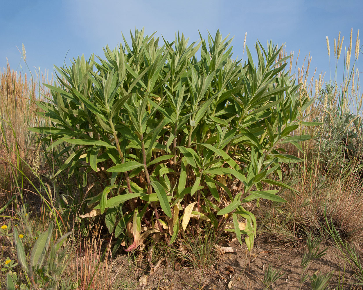 Изображение особи Неопознанный вид.