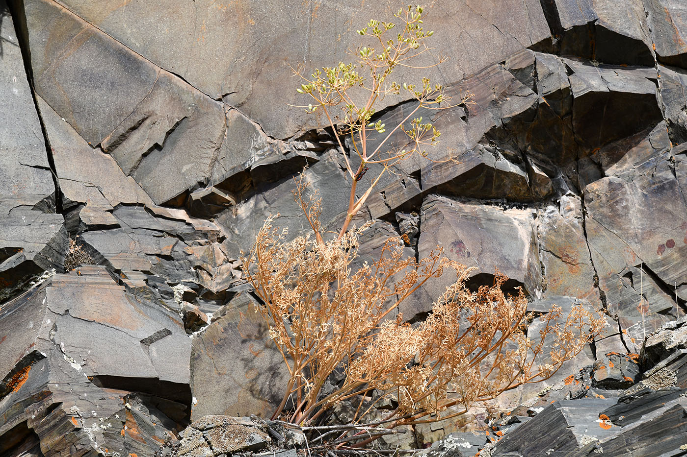 Image of Ferula ovina specimen.