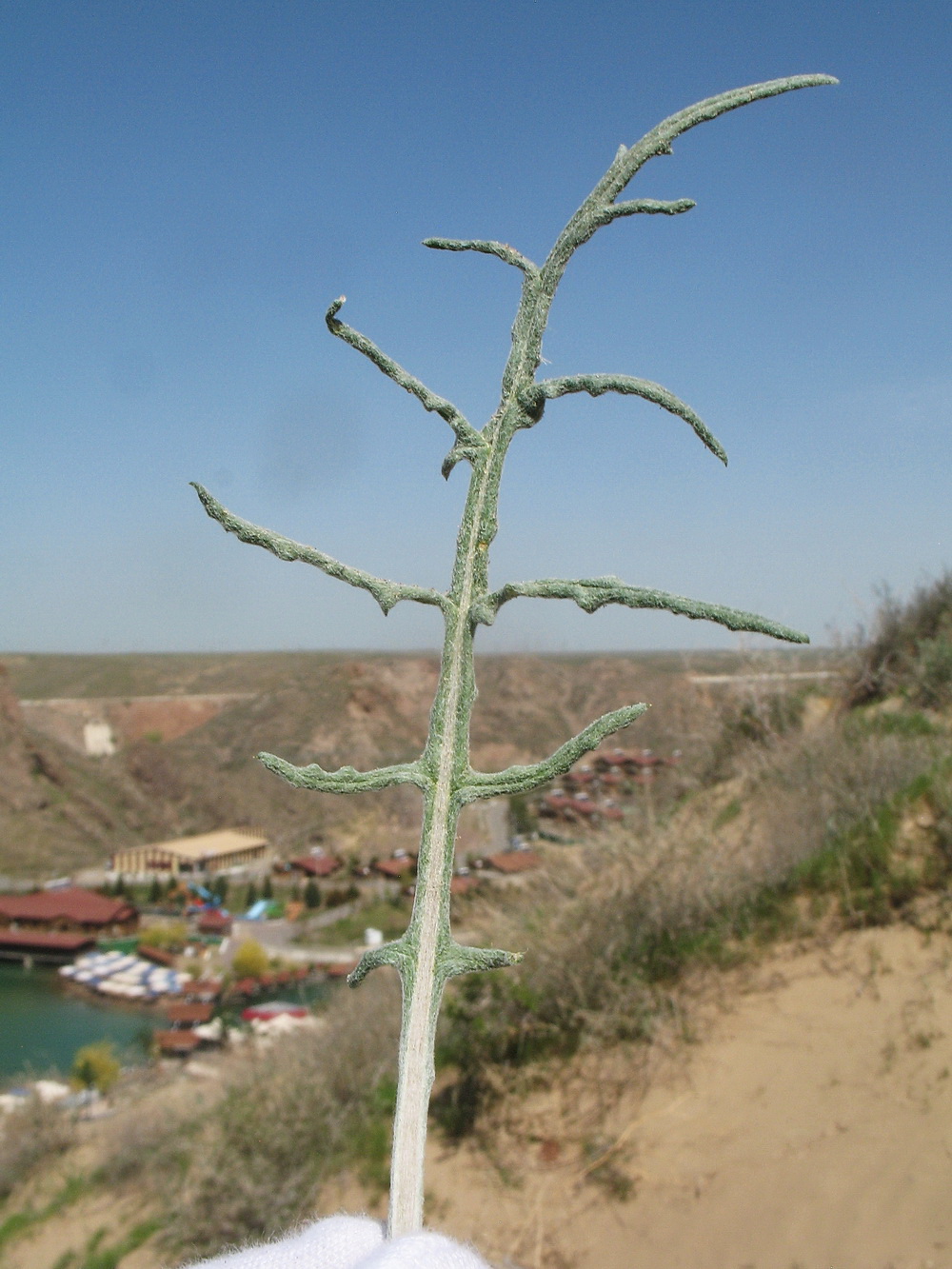 Image of Cousinia dissecta specimen.