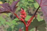 Ricinus communis. Верхушка растения с бутонизирующим и развивающимся соцветиями. Белгородская обл., пос. Ракитное, ул. Сосновая, 2, в культуре. 1 августа 2022 г.