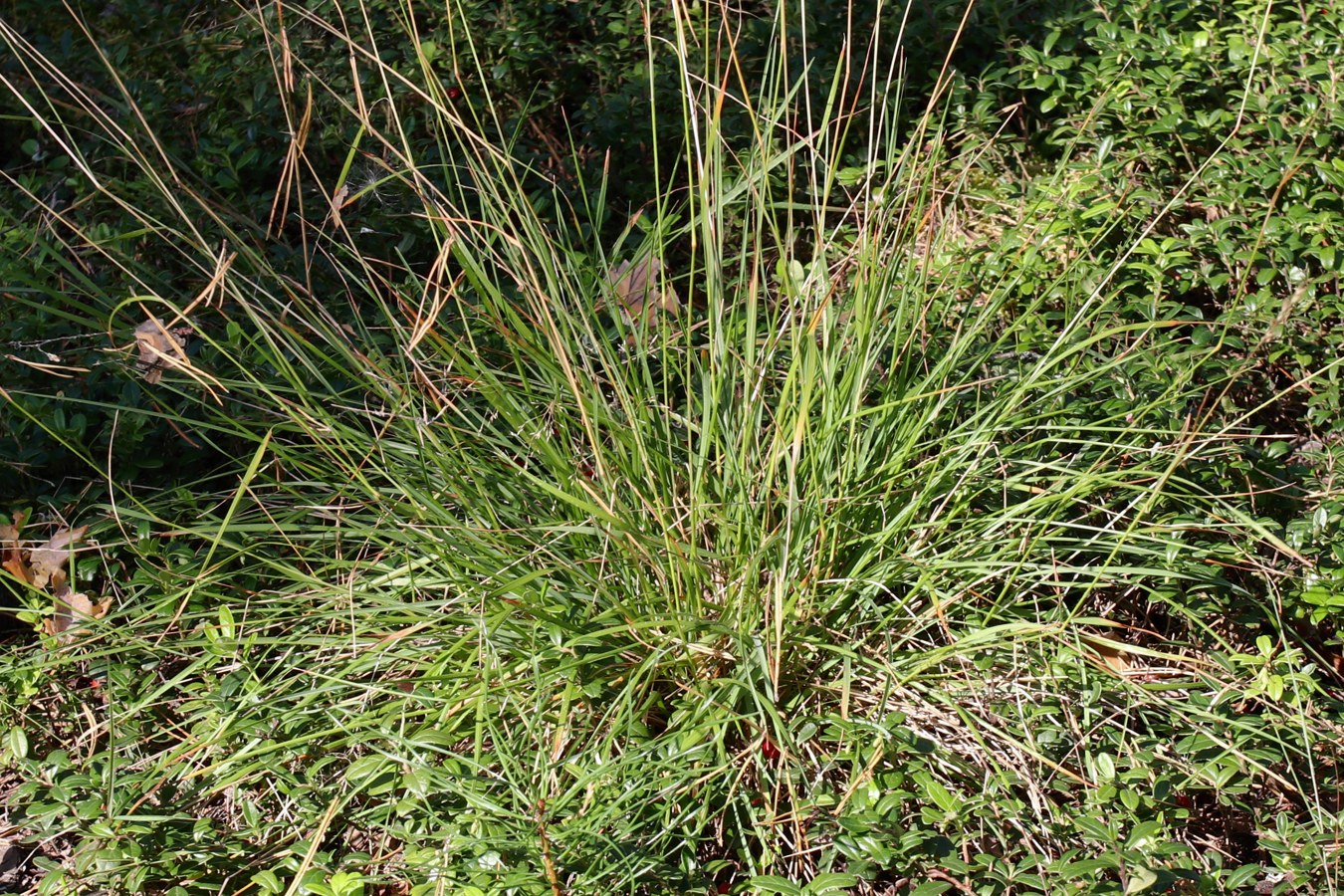 Image of Sieglingia decumbens specimen.