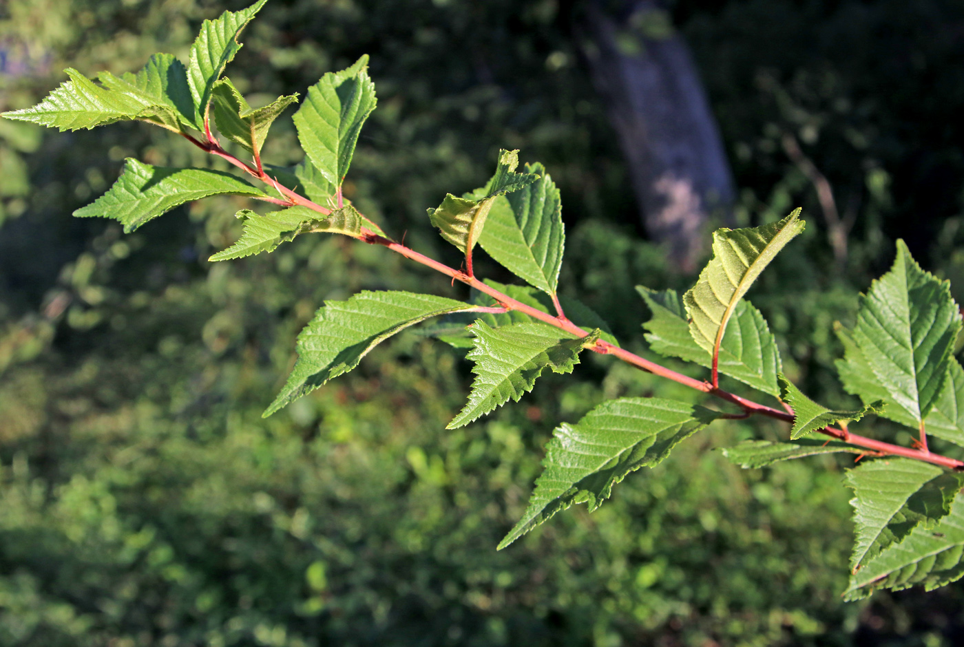 Изображение особи Louiseania triloba.