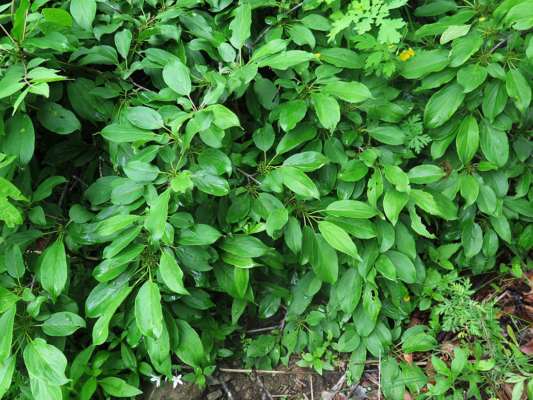 Image of Rhamnus davurica specimen.