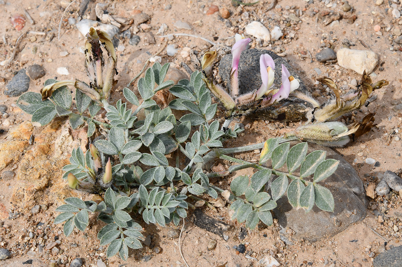 Image of Astragalus ferganensis specimen.