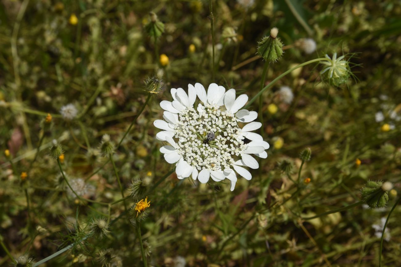 Image of Artedia squamata specimen.