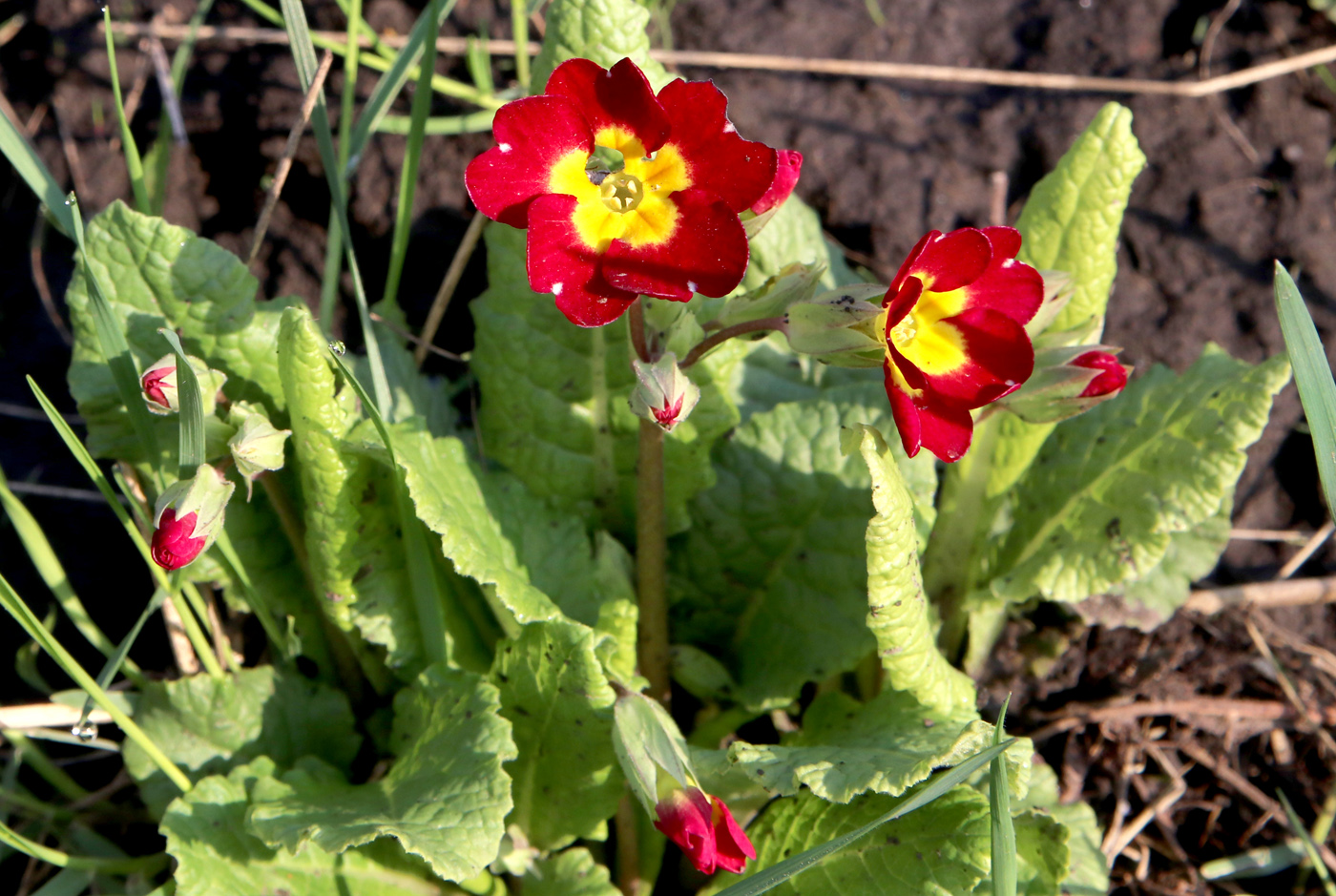 Изображение особи род Primula.
