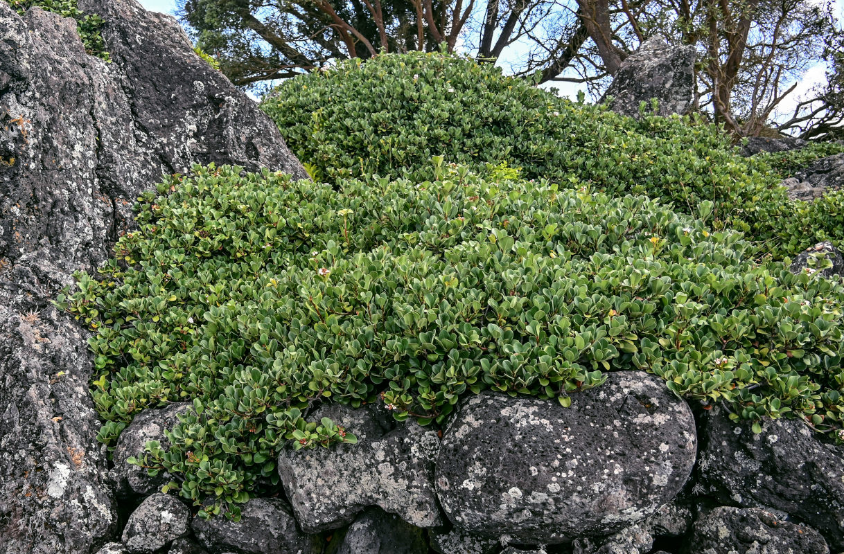 Image of Rhaphiolepis umbellata specimen.