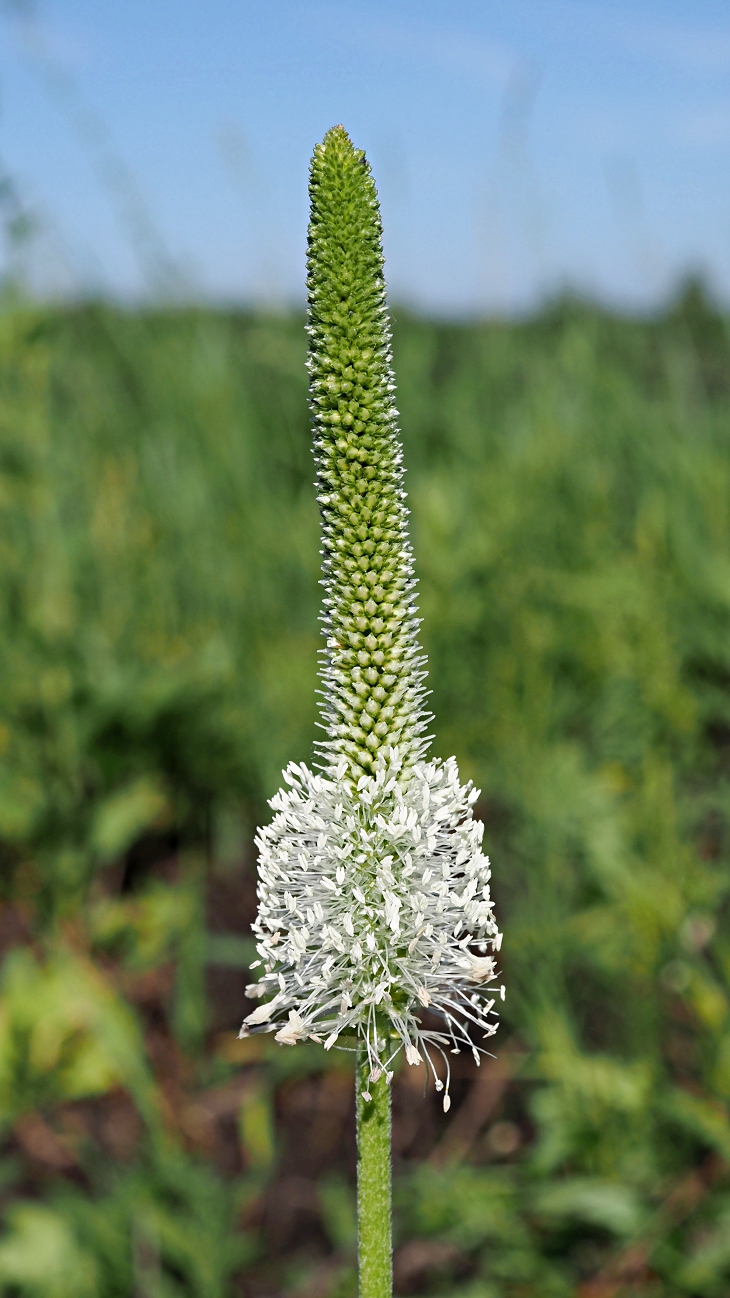Изображение особи Plantago maxima.