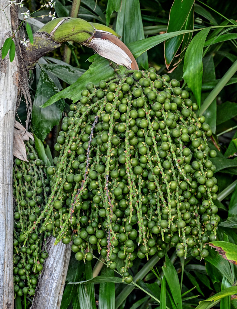 Изображение особи Caryota mitis.