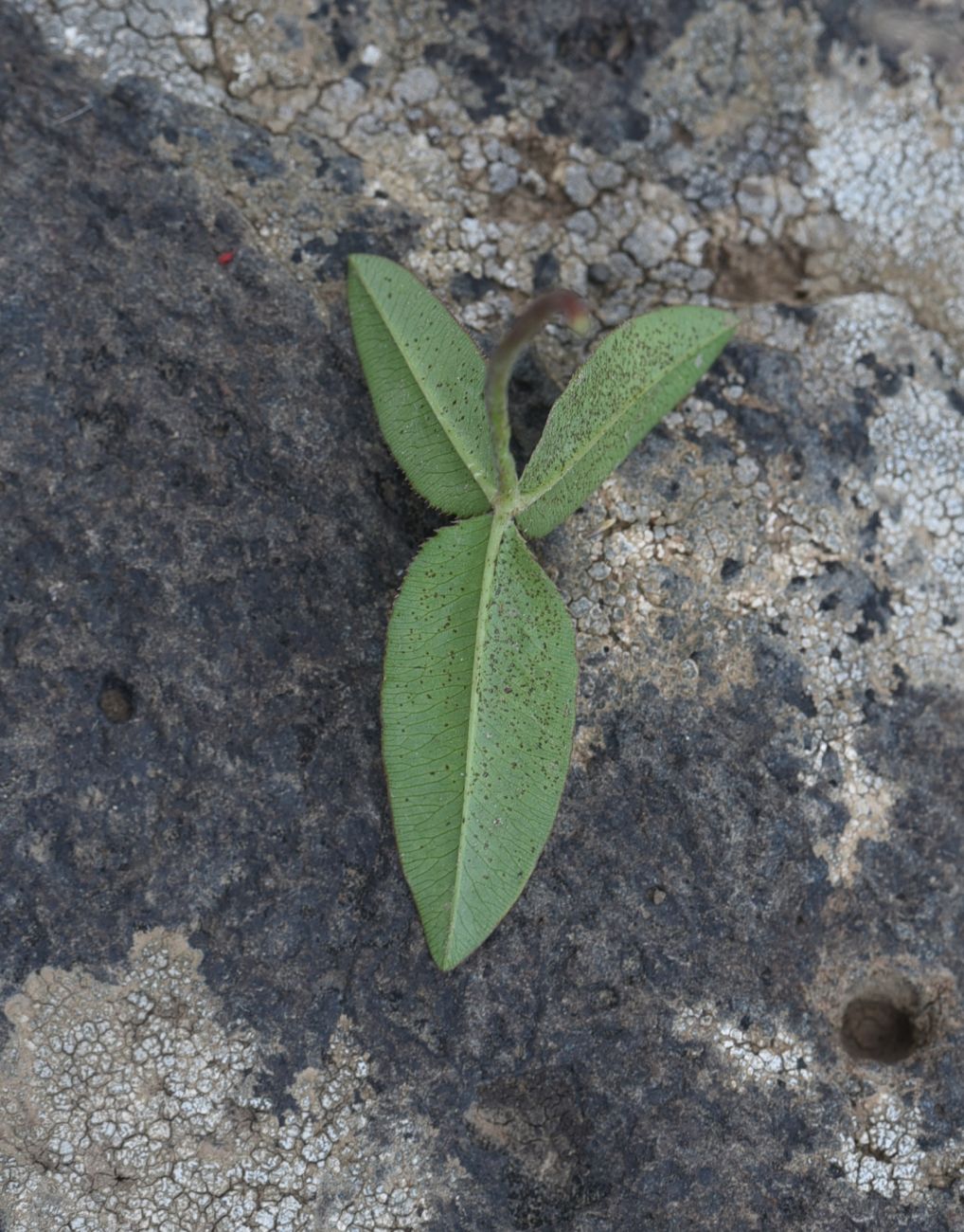 Изображение особи род Trifolium.