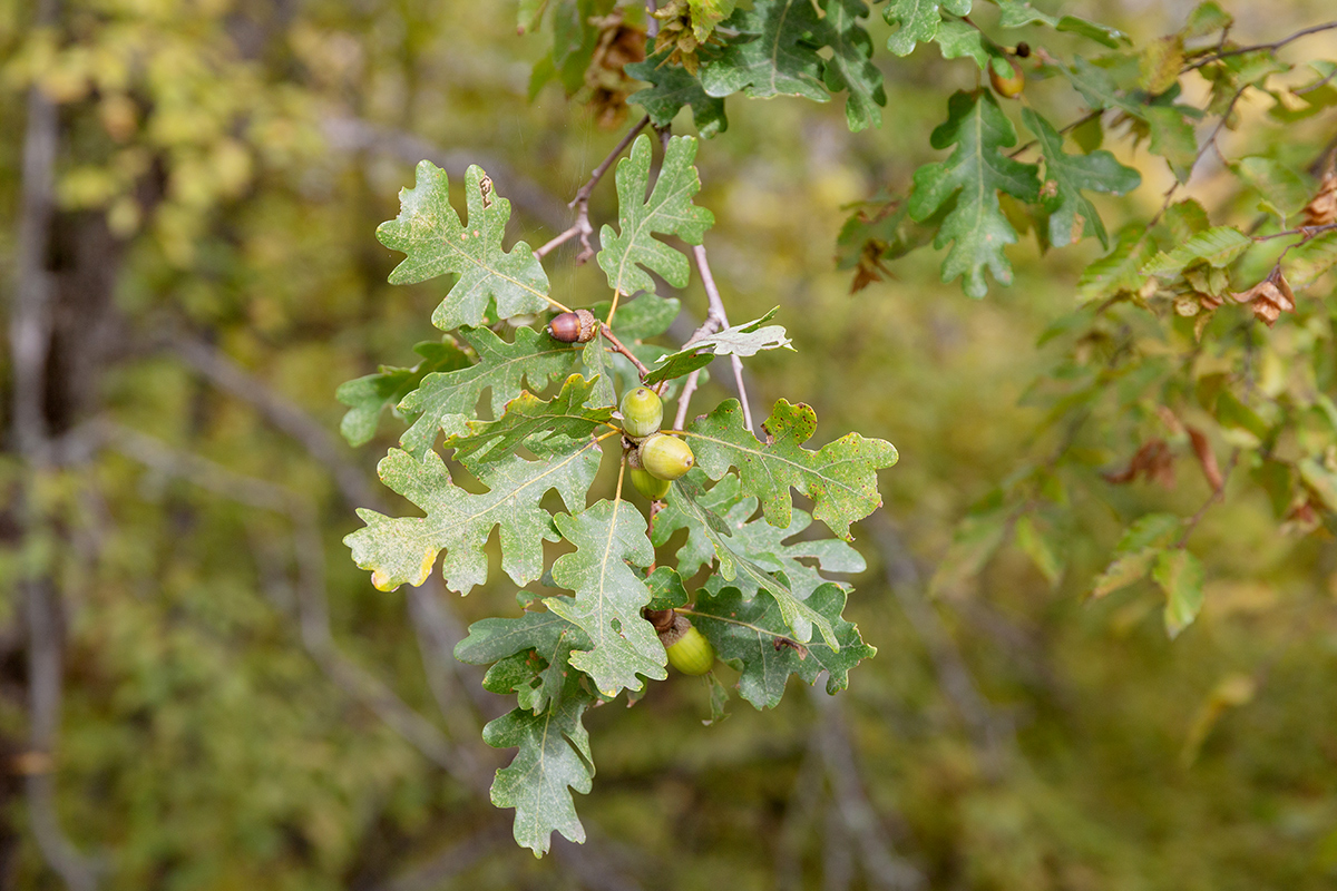 Image of genus Quercus specimen.