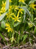 Gagea lutea. Соцветие (на переднем плане лист Aegopodium podagraria). Ленинградская обл., Ломоносовский р-н, дол. р. Шингарка, берег р. Шингарка, разнотравный луг, обочина грунтовой дороги. 19.04.2026.