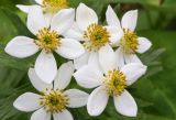 Anemonastrum narcissiflorum. Цветки. Томская обл., г. Томск, Сибирский ботанический сад Томского государственного университета, в культуре. 26.05.2025.