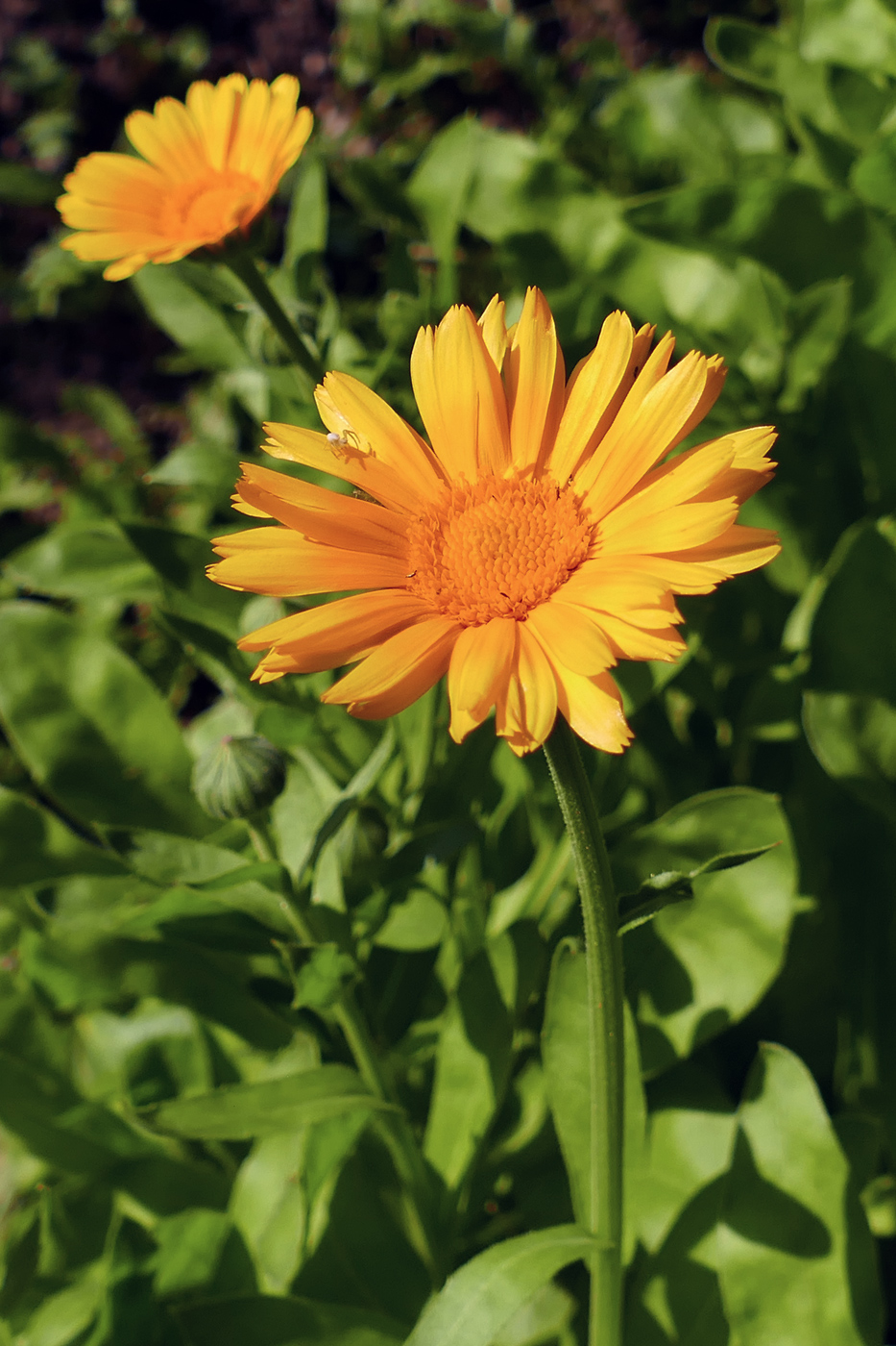 Image of Calendula officinalis specimen.