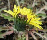 Taraxacum tortilobum