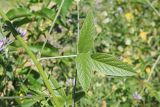 Psoralea bituminosa подвид pontica. Часть стебля с листом и основанием цветоносного побега в пазухе. Краснодарский край, окр. г. Адлер, вырубка под ЛЭП. 30.06.2024.