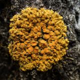 genus Xanthoria