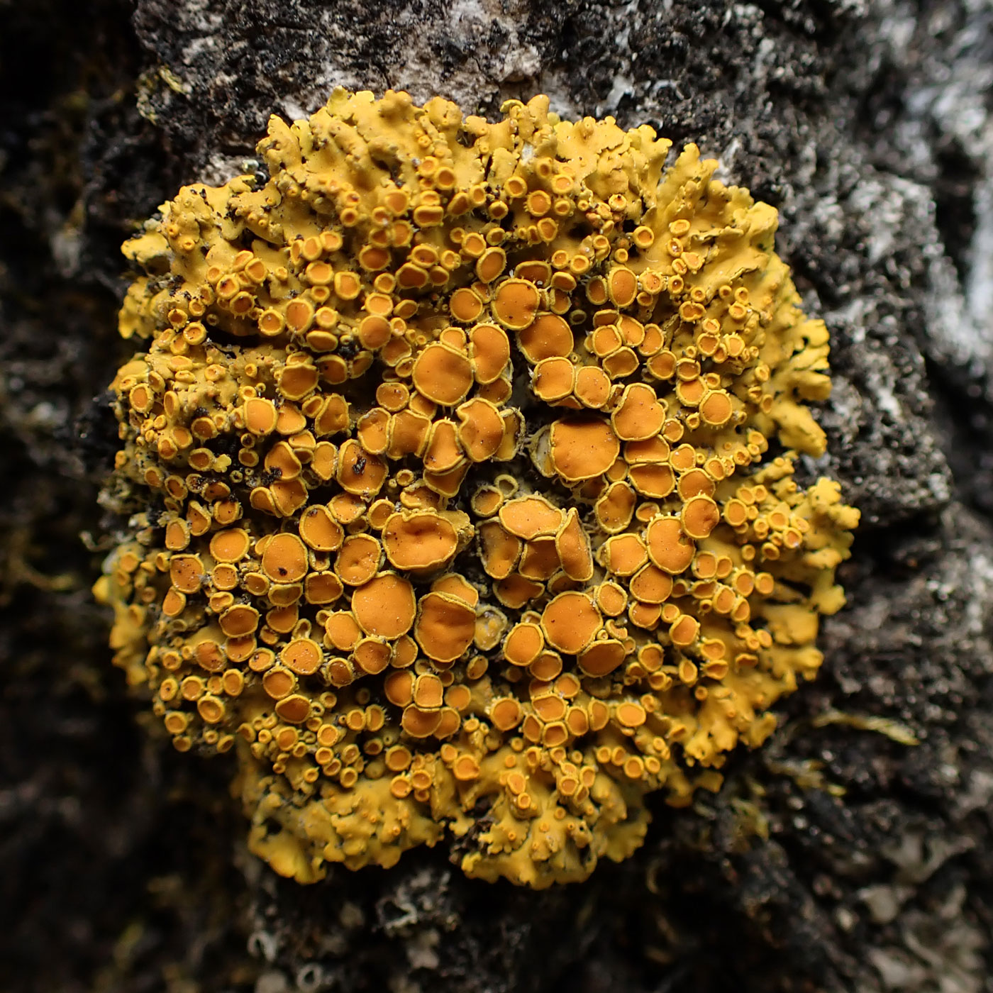 Image of genus Xanthoria specimen.