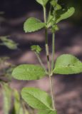 Veronica officinalis. Часть побега с незрелыми плодами. Испания, Каталония, пров. Барселона, комарка Осона, муниципалитет Виланова-де-Сау, водохранилище Сау, просека в смешанном лесу. 31.05.2026.