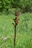 род Orobanche. Отцветшее растение. Грузия, край Самцхе-Джавахети, лев. берег Куры, 800 м выше брошенного курдского селения, выс. ок. 1220 м н.у.м., луг. 6 июня 2026 г.