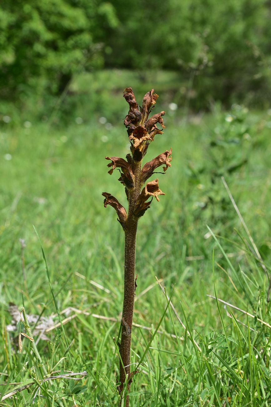 Изображение особи род Orobanche.