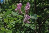 Syringa vulgaris. Верхушки побегов с соцветиями. Московская обл., Раменский р-н, окр. дер. Хрипань, садовый участок. 04.06.2026.