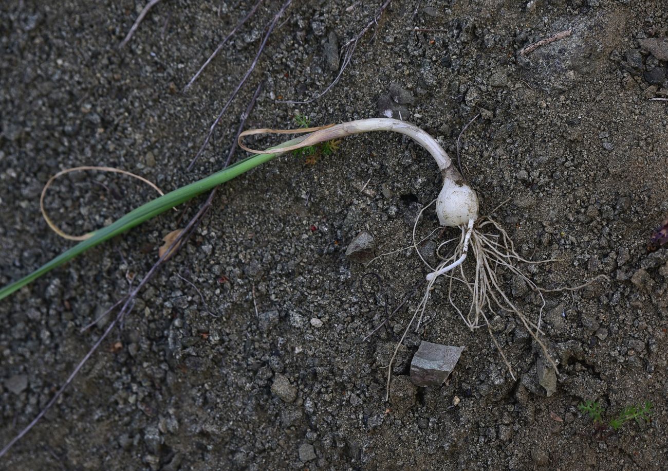 Image of genus Allium specimen.