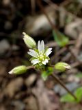 Cerastium holosteoides. Цветок. Хабаровский край, г. Комсомольск-на-Амуре, обочина грунтовой дороги. 07.06.2026.