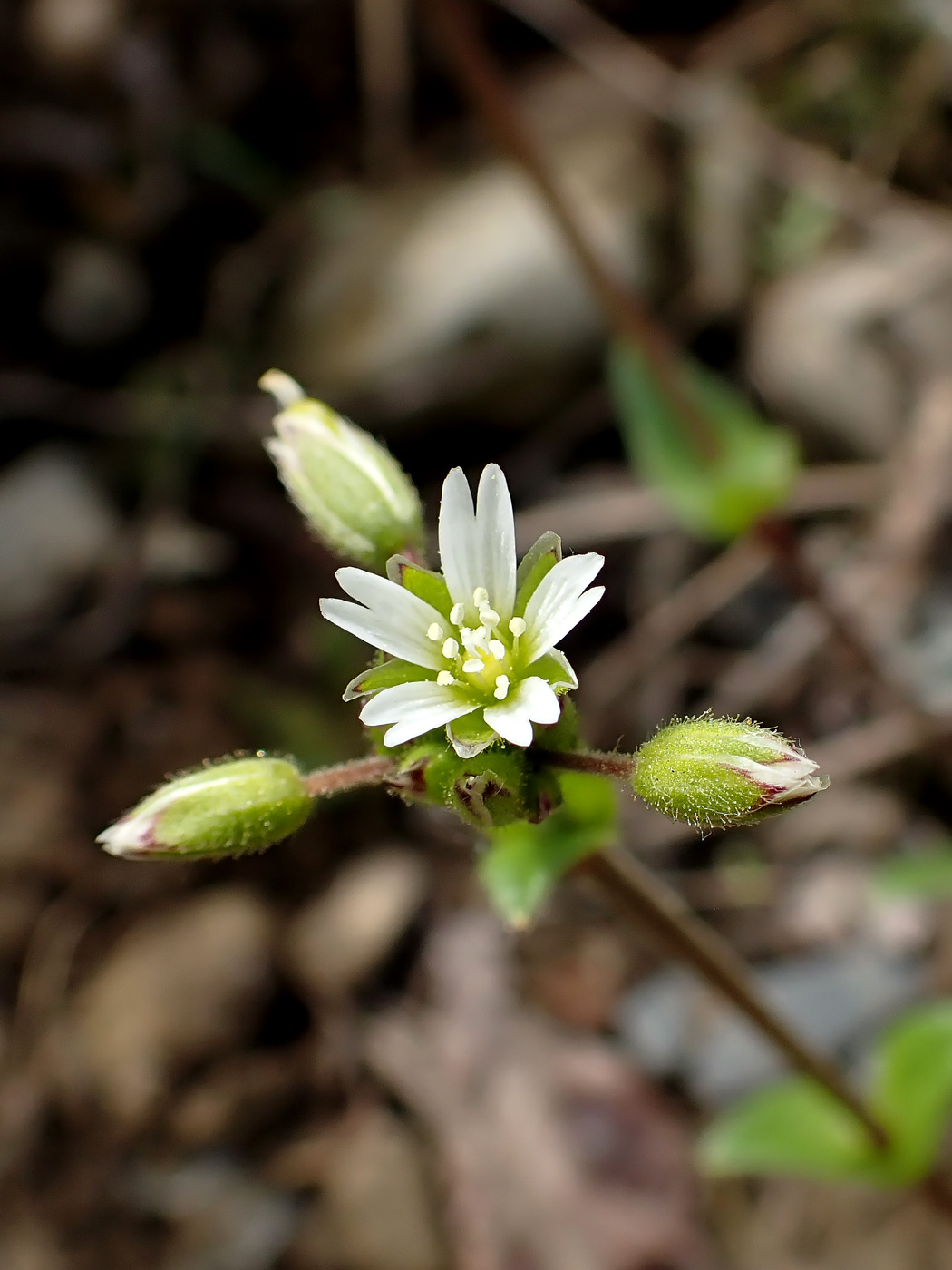 Изображение особи Cerastium holosteoides.