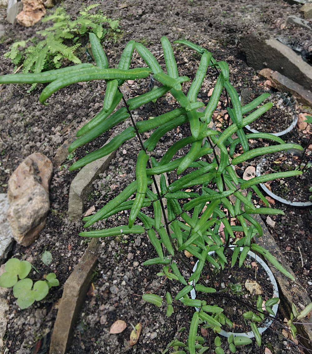 Изображение особи Pellaea atropurpurea.