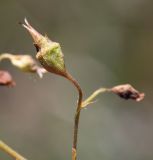 Saxifraga sichotensis. Плод. Хабаровский край, р-н имени Лазо, гора Ко, выс. ≈ 1920 м н.у.м., каменистый гребень. 02.08.2026.