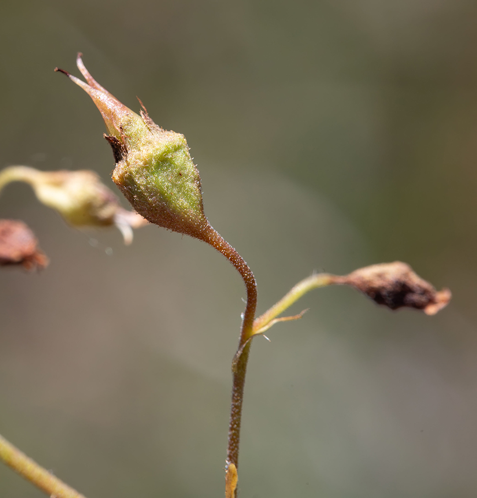 Image of Saxifraga sichotensis specimen.