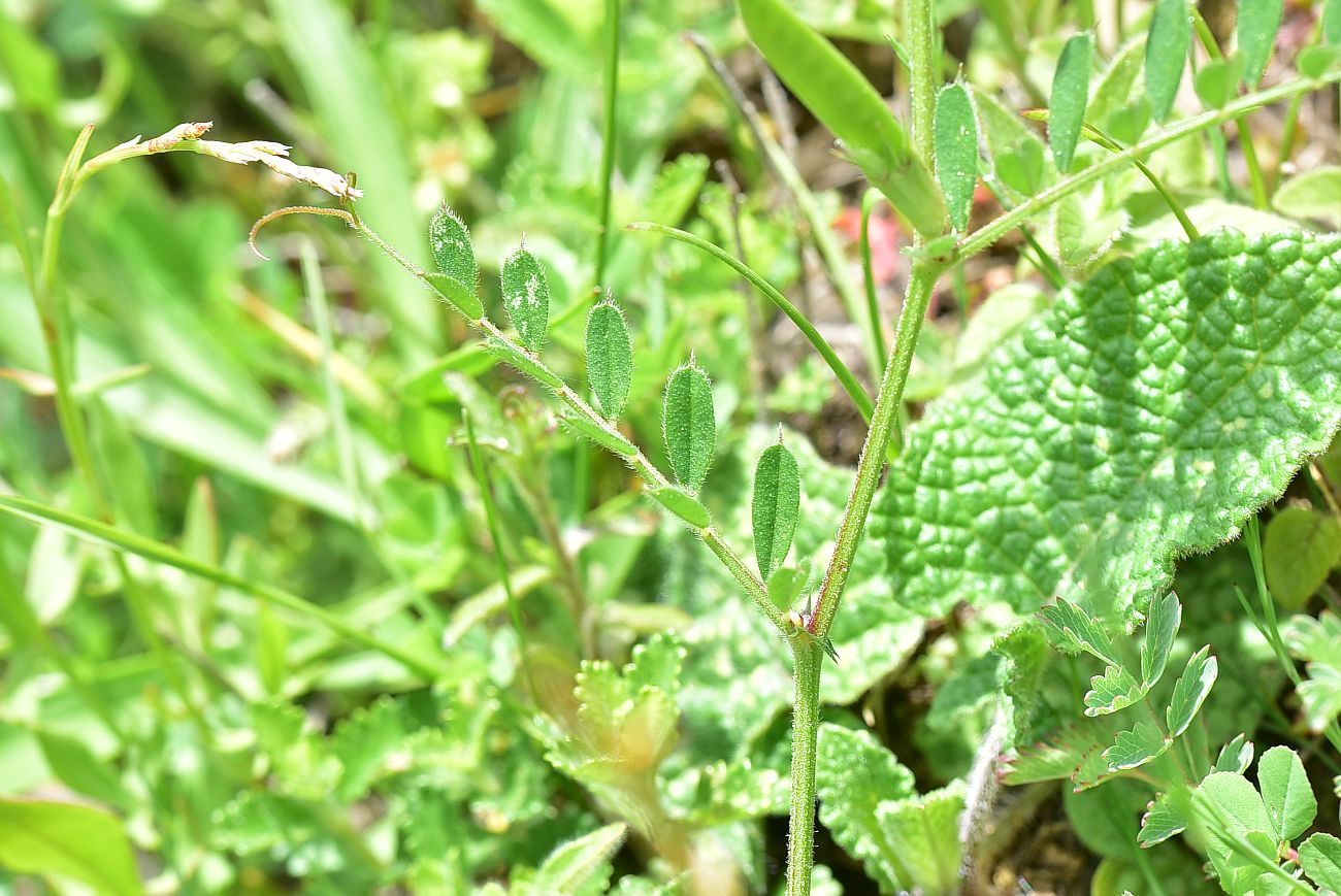 Изображение особи род Vicia.
