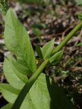 Vicia amoena