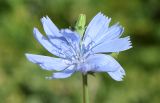 Cichorium intybus. Цветущее и развивающееся соцветие. Узбекистан, Ташкентская обл., зап. отр. Чаткальского хр., окр. кишлака Учтерак, зона отдыха «Дустлик». 26.09.2026.