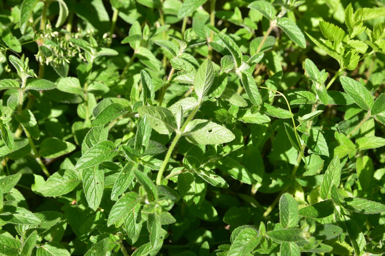 Image of Unknown species specimen.