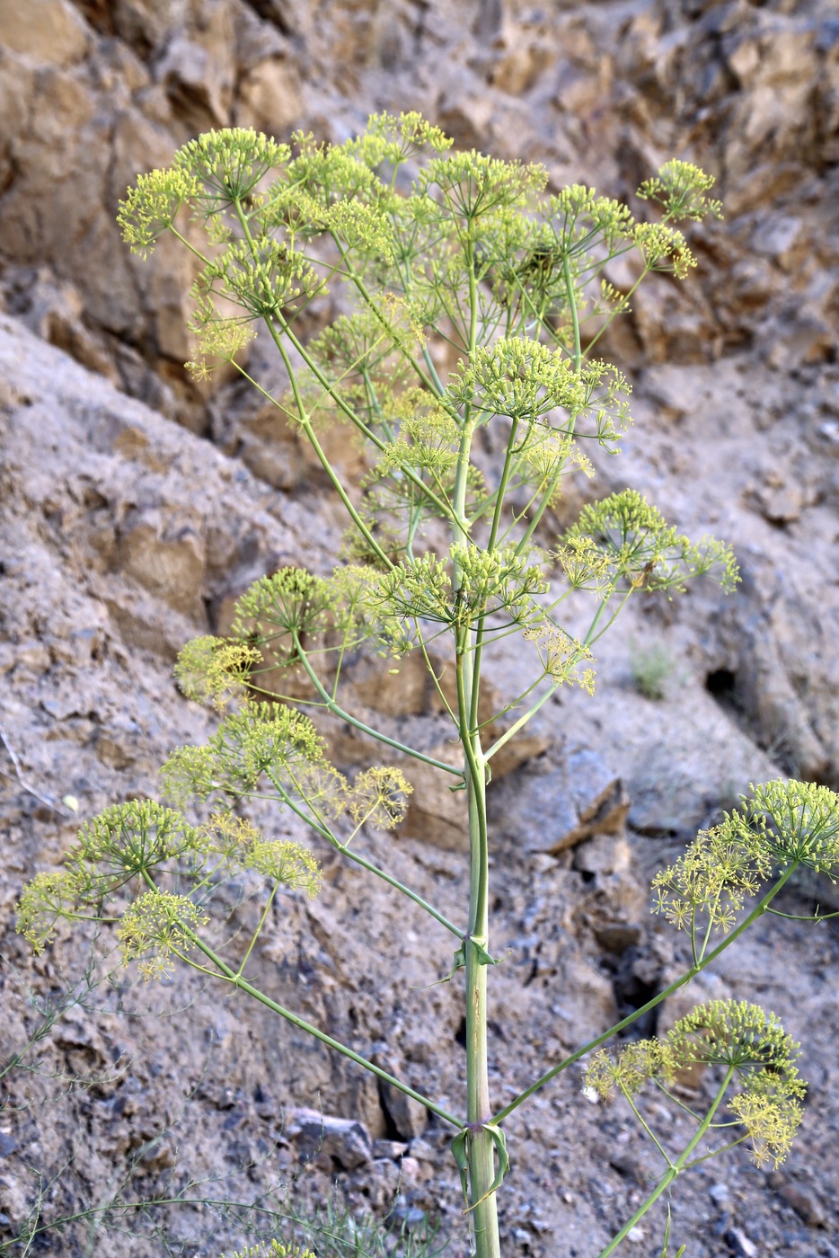 Image of Ferula penninervis specimen.