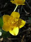 genus Caltha