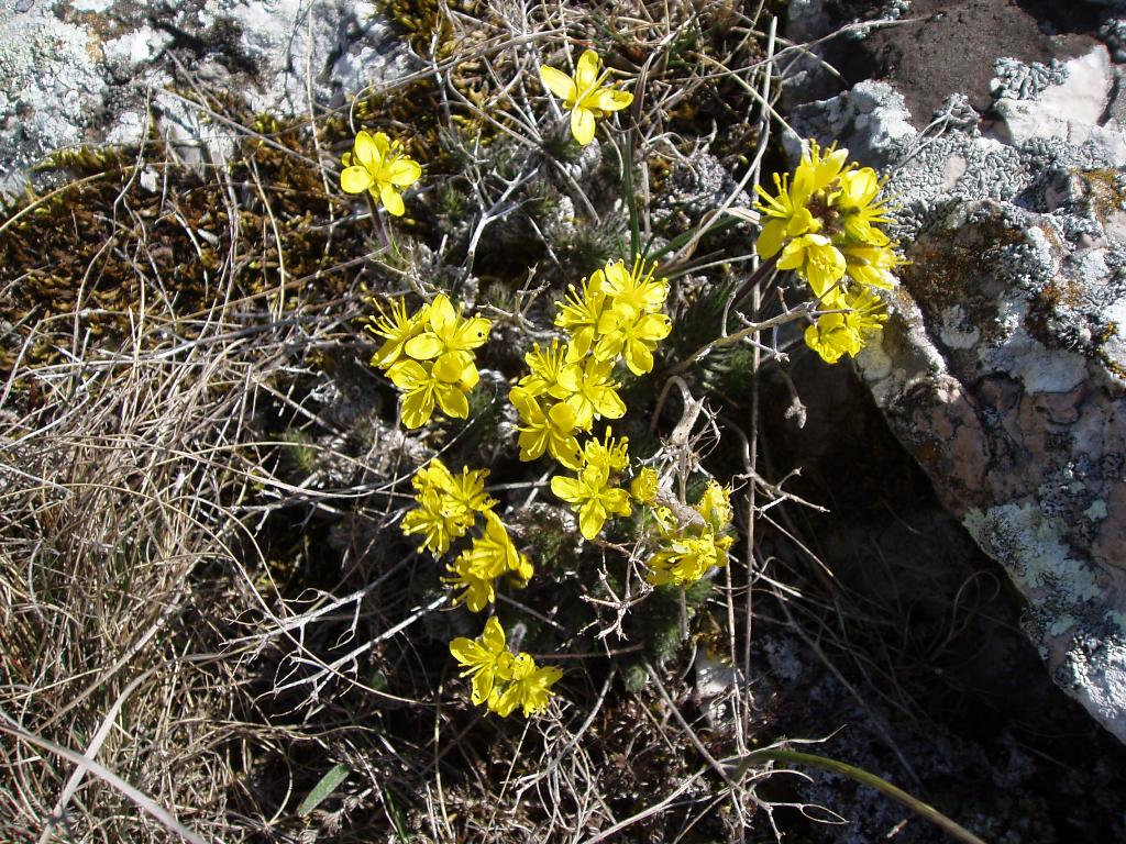 Image of Draba cuspidata specimen.