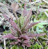 Pedicularis palustris. Молодое растение. Санкт-Петербург, край мезотрофного болота в Юнтоловском лесопарке. 29.05.2011.