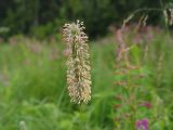 Phleum pratense. Соцветие. Московская обл., Раменский р-н, окр. дер. Хрипань, поле. 13.07.2003.