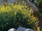 Spartium junceum. Цветущее растение. Южный берег Крыма, в скалах на побережье возле Понизовки. 12 июля 2011 г.