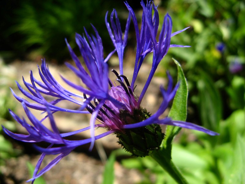 Image of Centaurea montana specimen.