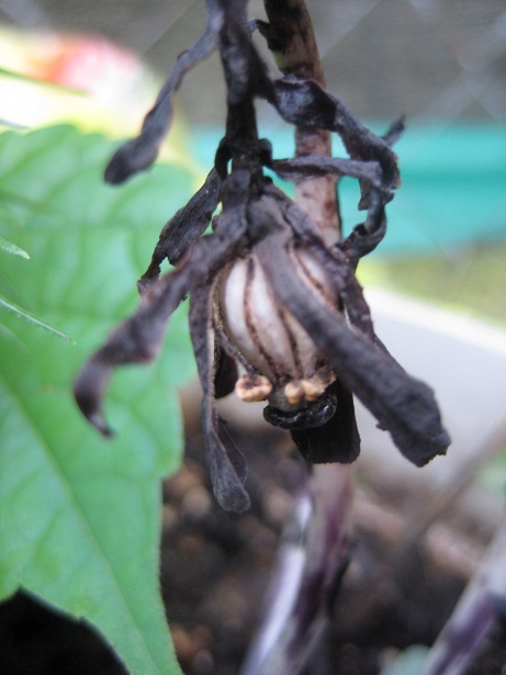 Image of Monotropa uniflora specimen.