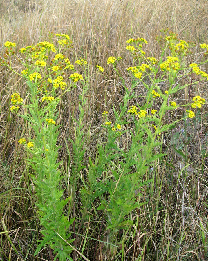 Image of Senecio grandidentatus specimen.