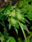 Trifolium clypeatum