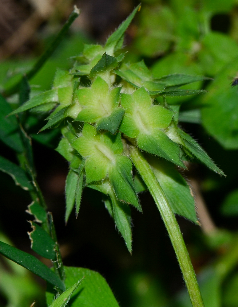 Изображение особи Trifolium clypeatum.