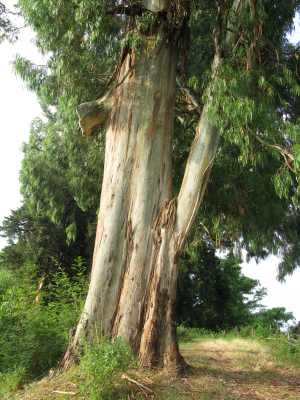 Изображение особи Eucalyptus viminalis.