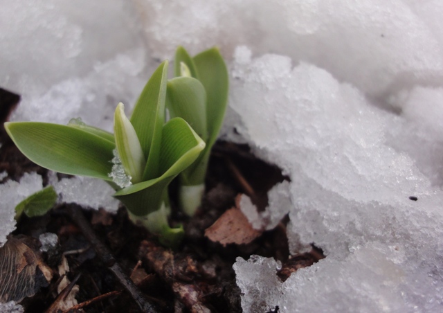 Image of Galanthus krasnovii specimen.